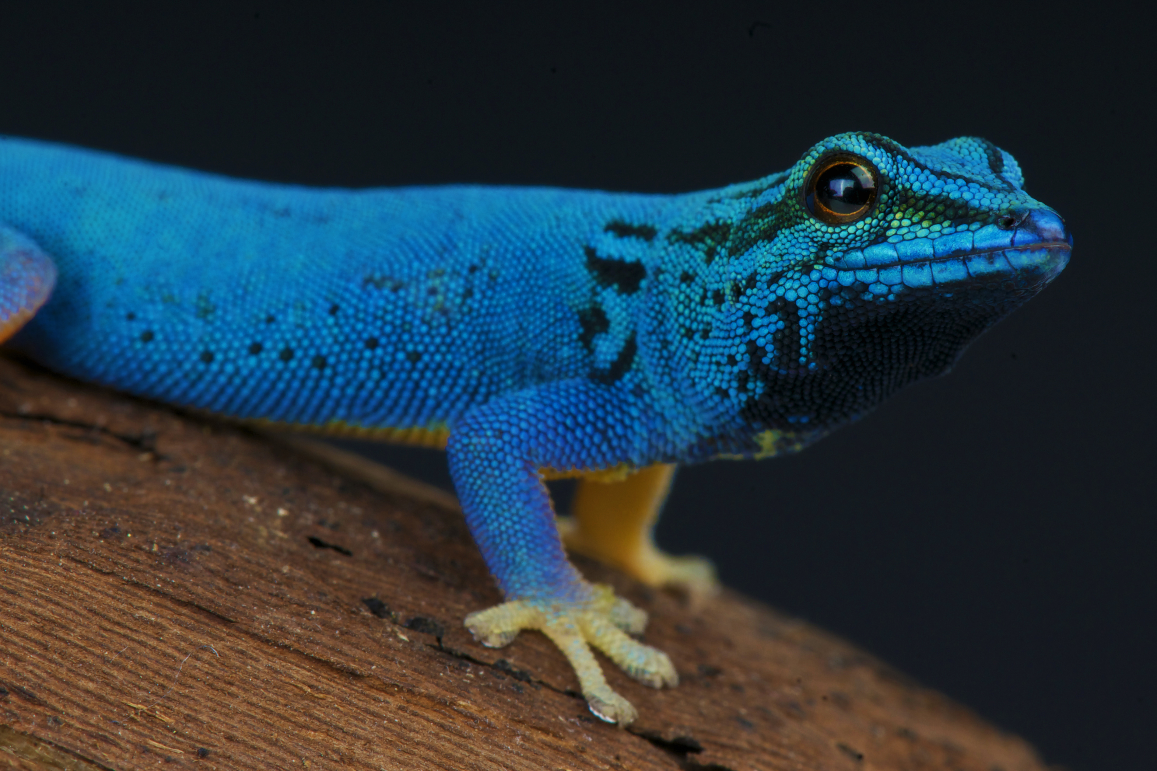 blue gecko