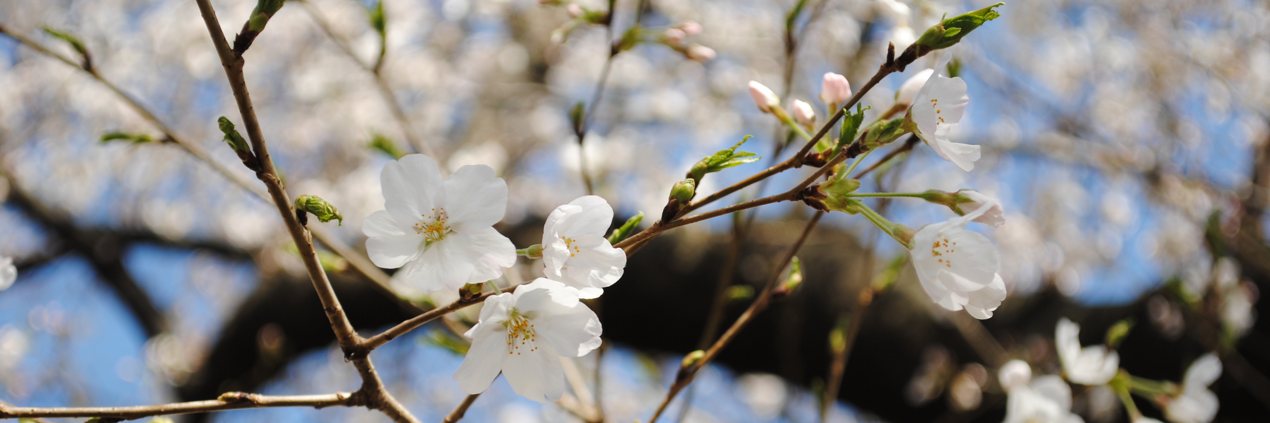 budding flowers on tree